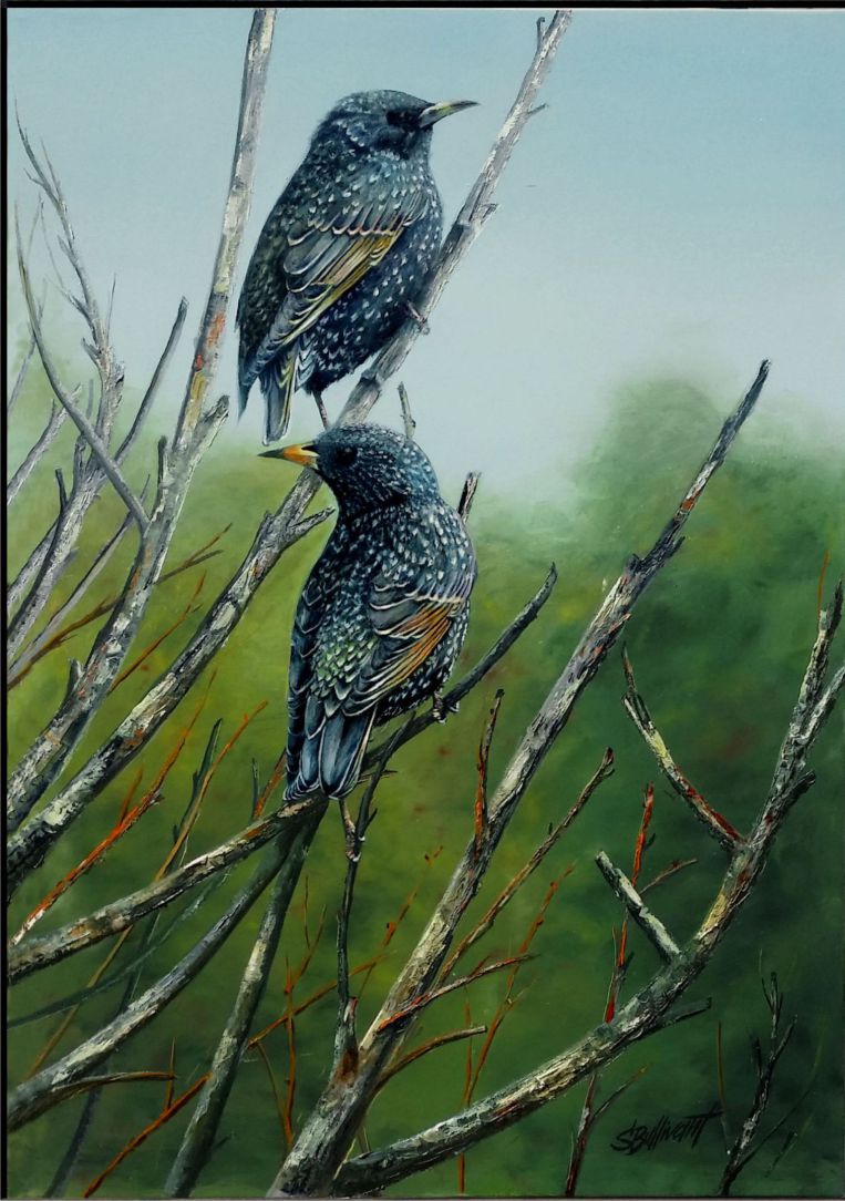 Starlings