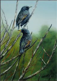 Starlings